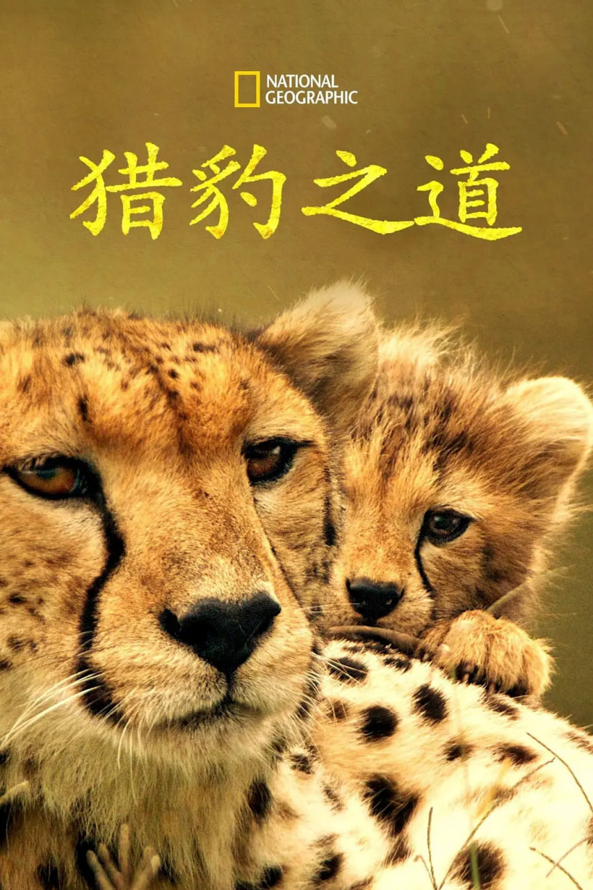 猎豹之道(全集)